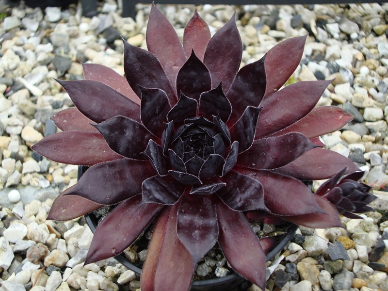 Etude in Black