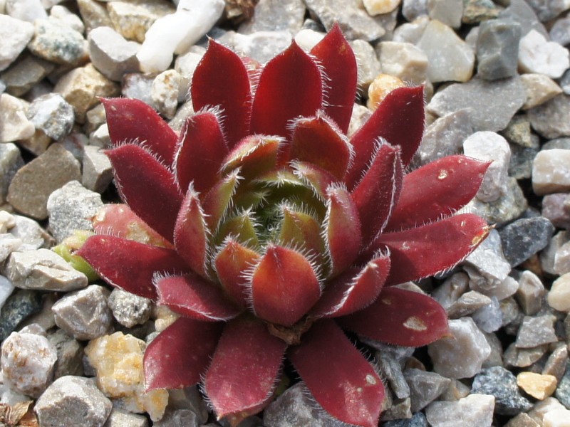 Eufrasia