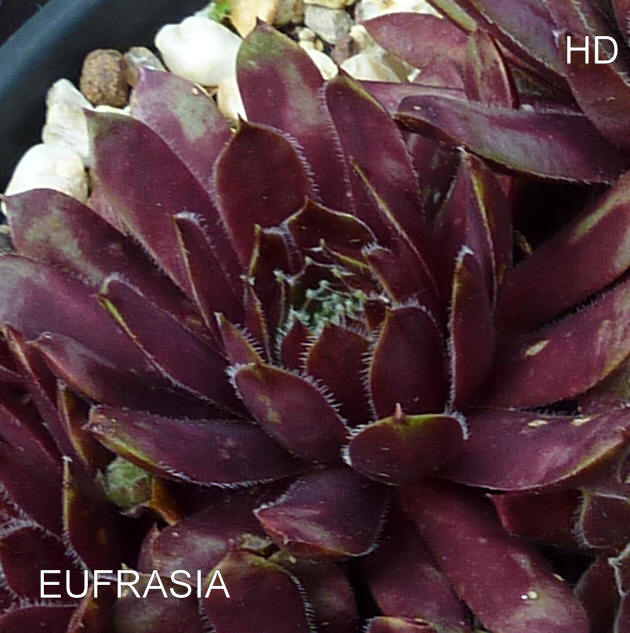 Eufrasia
