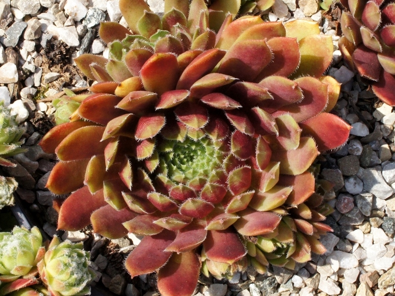 Eufrasia