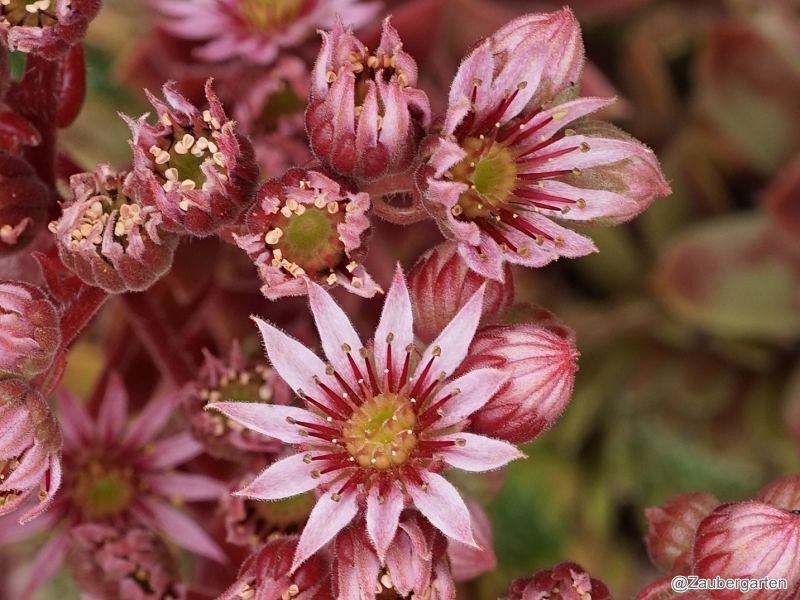 Eufrasia