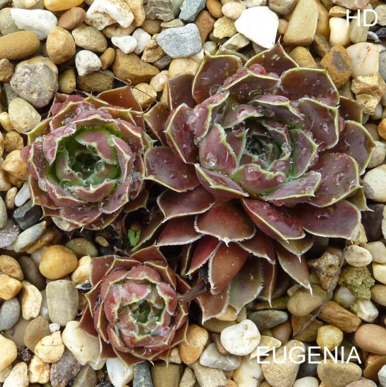 Eugenia / Jovi