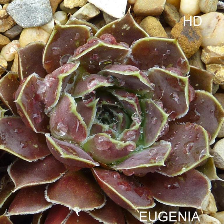 Eugenia / Jovi