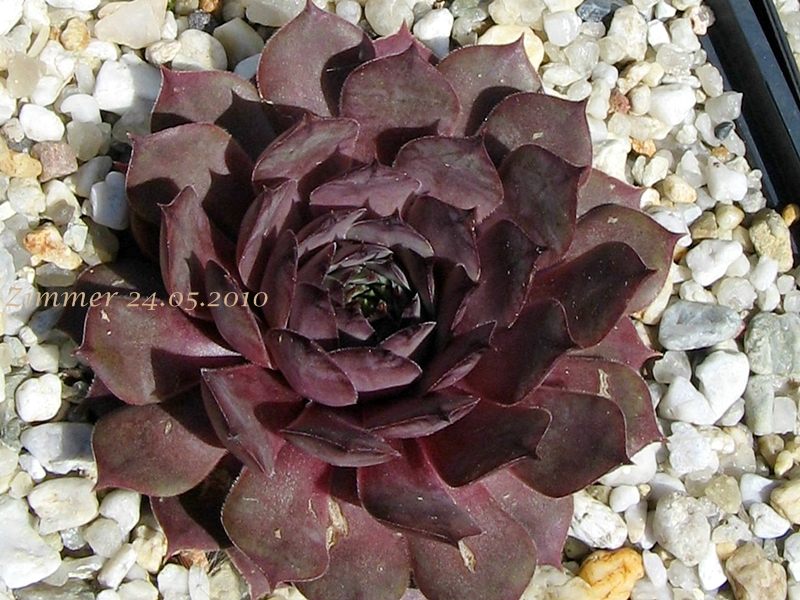 Eugenia