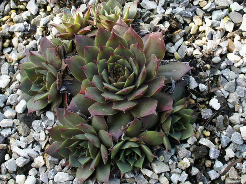 Eugenia
