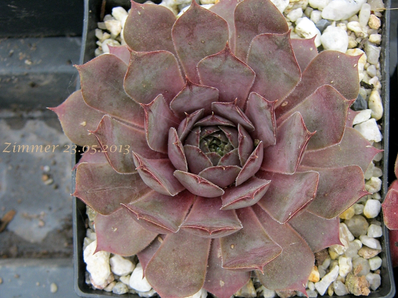 Eugenia