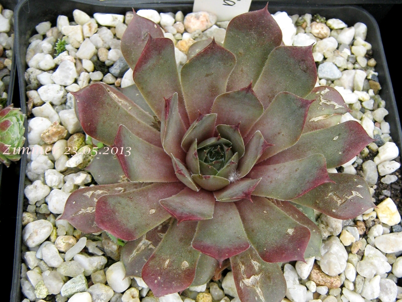 Eugenia