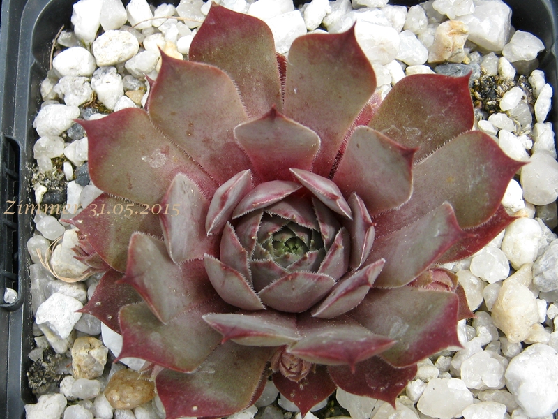 Eugenia