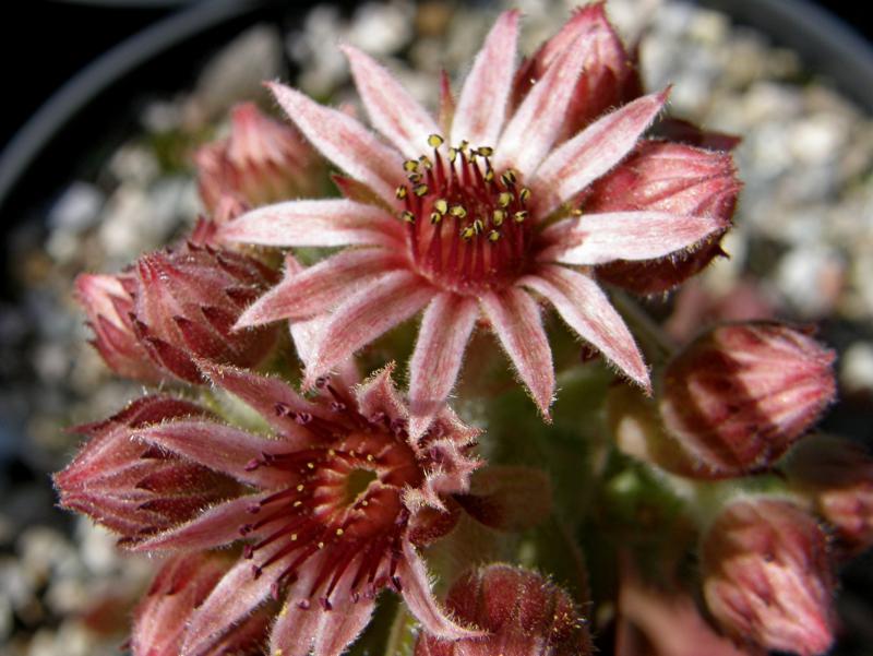 Eugenia