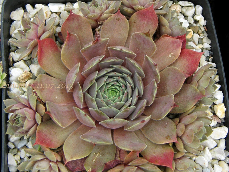 Eugenia