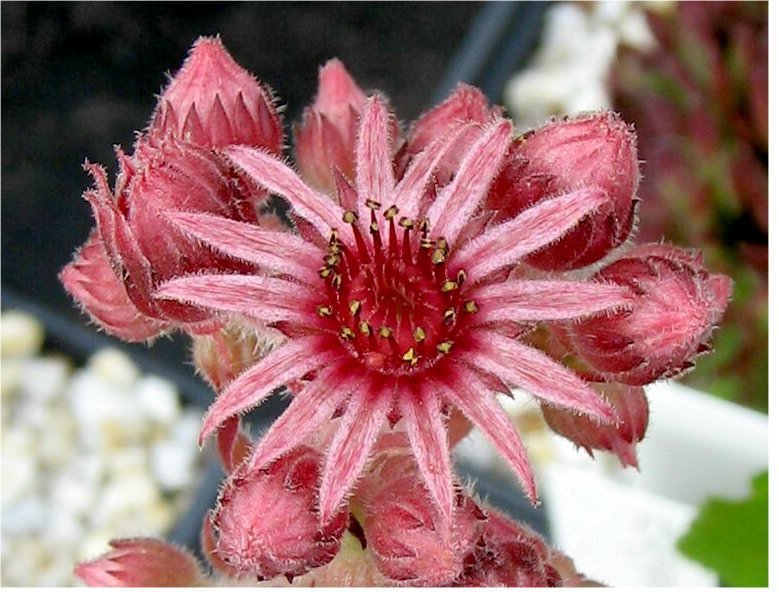 Eugenia