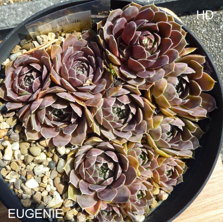 Eugenie / Jovi