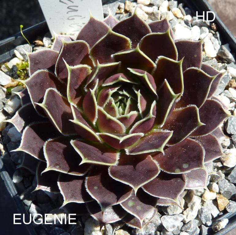 Eugenie / Jovi