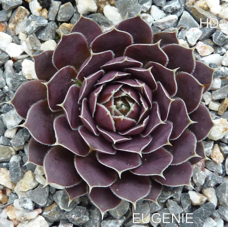 Eugenie / Jovi