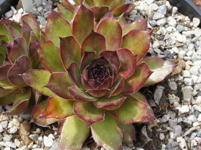Eugen's Edle Rose