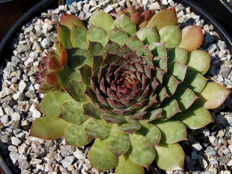 Eugen's Edle Rose