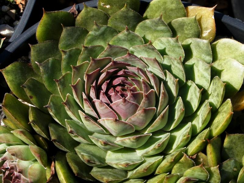 Eugen's Edle Rose