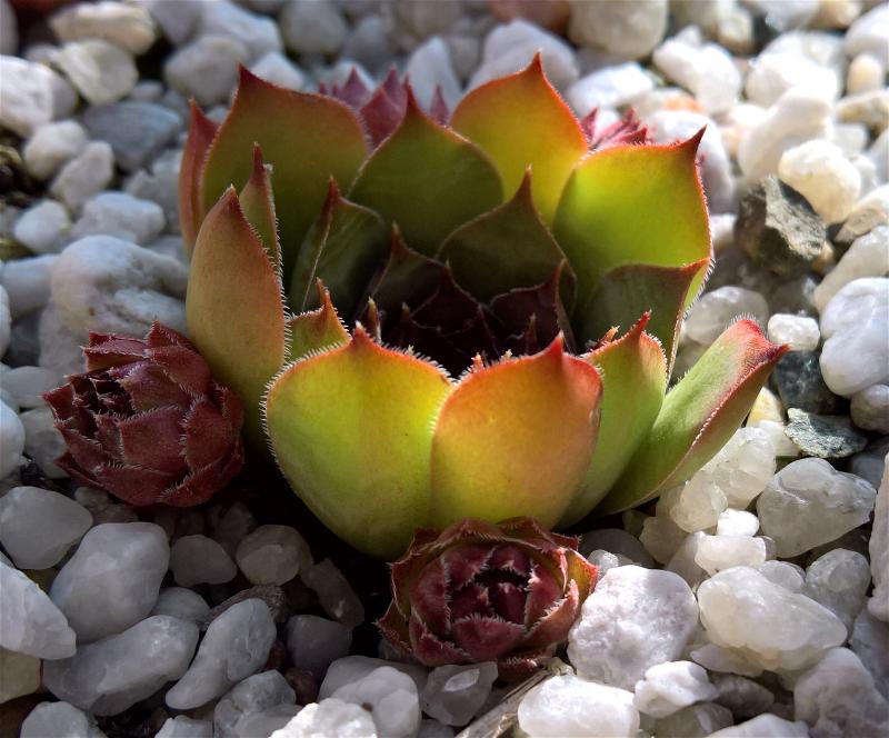 Eugen's Edle Rose