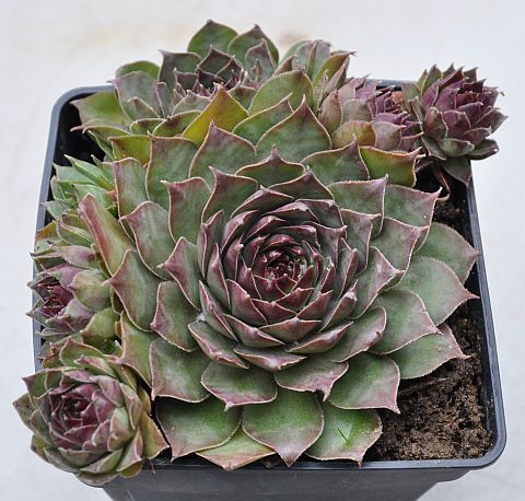 Eugen's Edle Rose