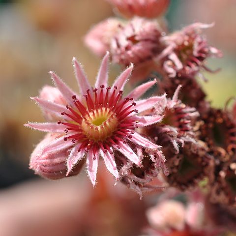 Eugen's Edle Rose