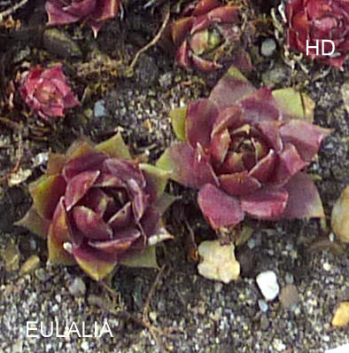 Eulalia