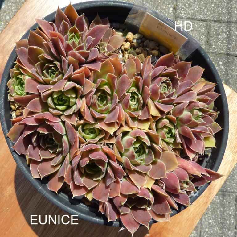 Eunice / Jovi