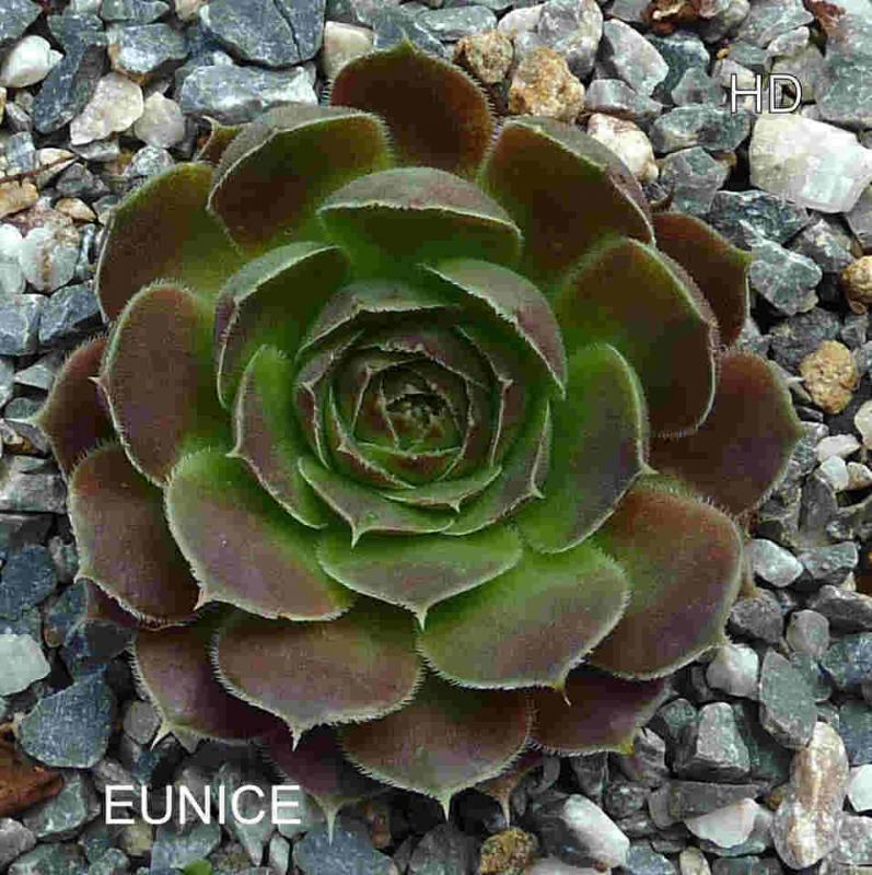 Eunice / Jovi