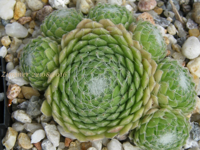 Euphemia