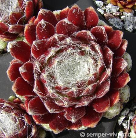 Euphemia