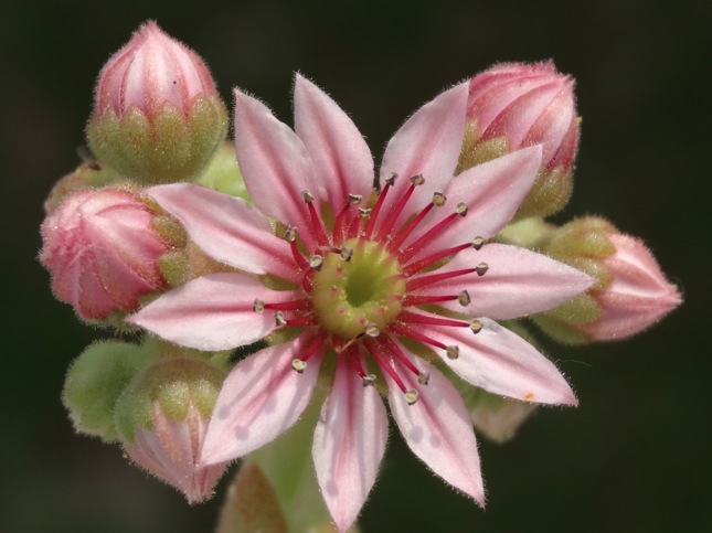 Euphemia