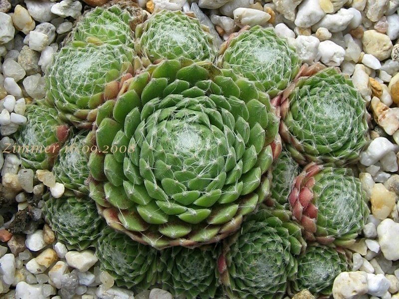 Euphemia