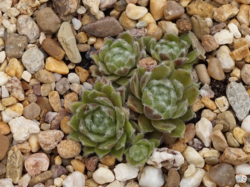 Euphrosina