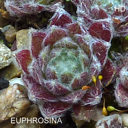 Euphrosina