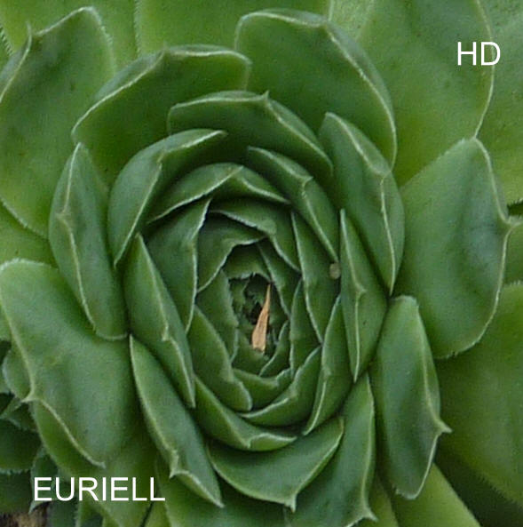 Euriell / Jovi