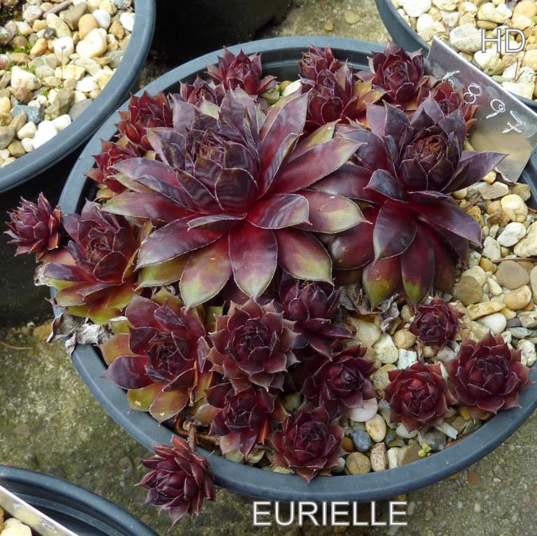 Eurielle