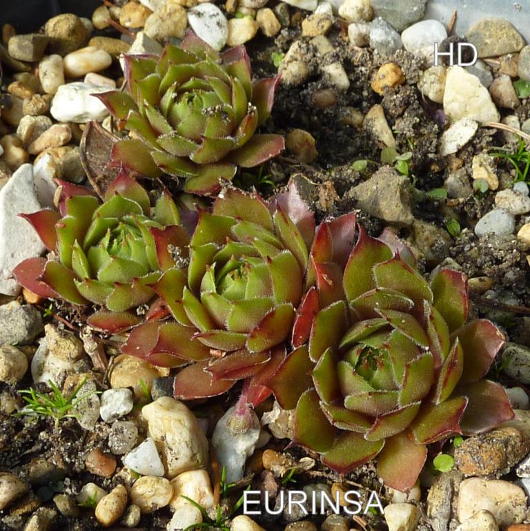 Eurinsa