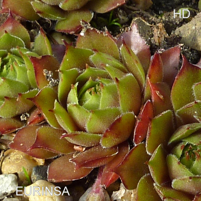 Eurinsa