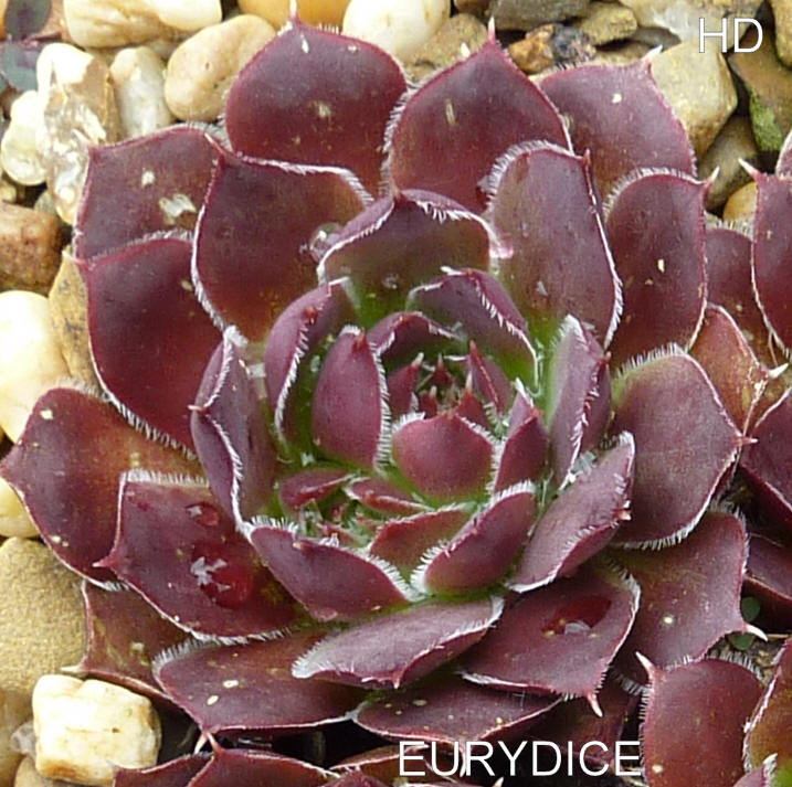 Eurydice / Jovi