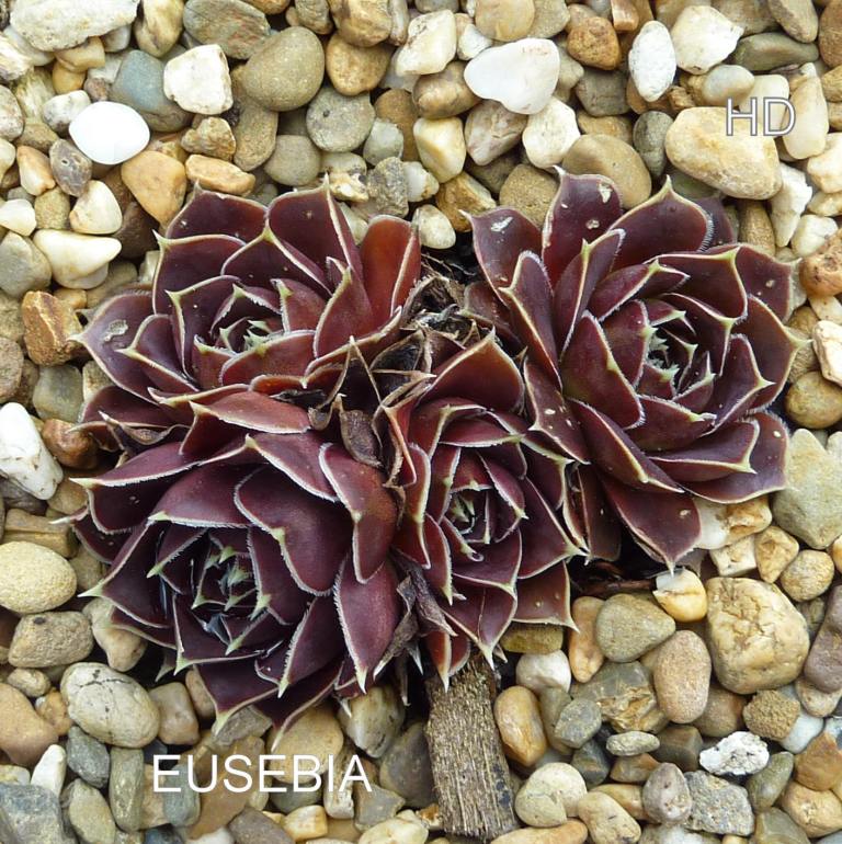 Eusebia / Jovi