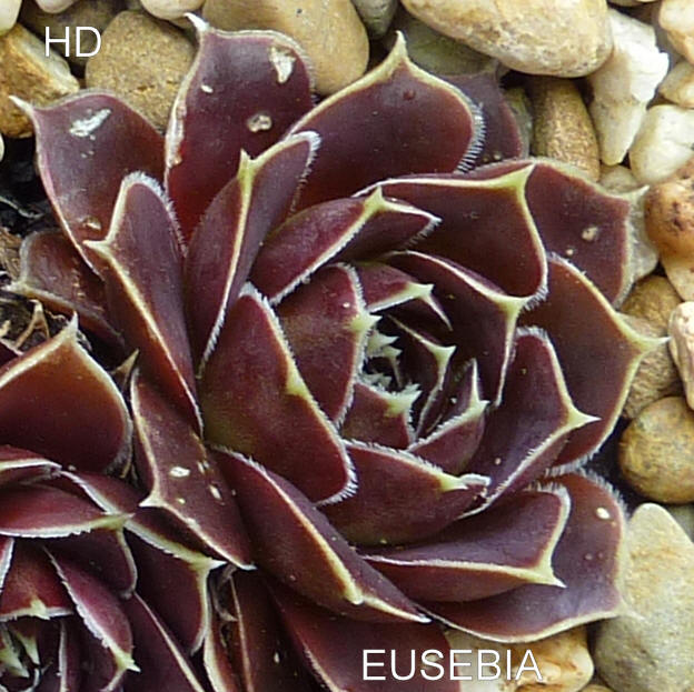 Eusebia / Jovi