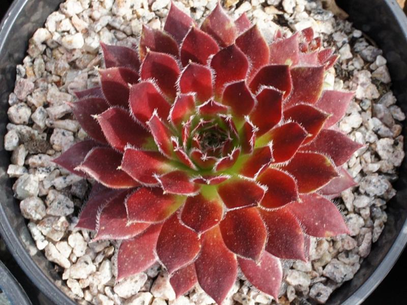 Eusebia