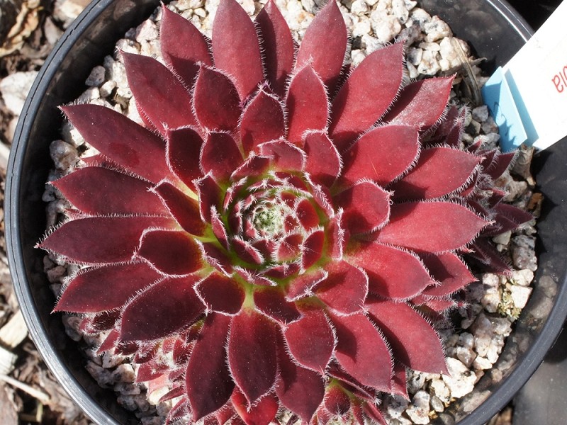 Eusebia