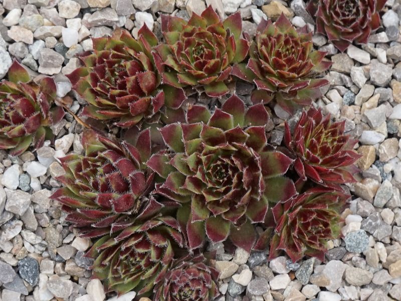 Eusebia