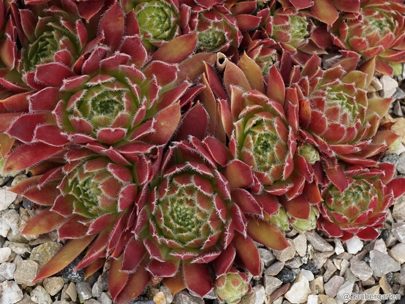 Eusebia