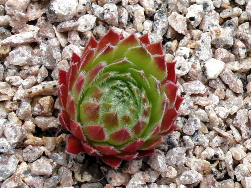 Eusebia