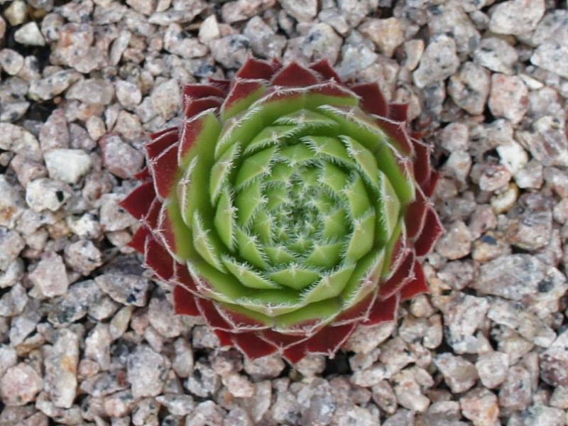Eusebia