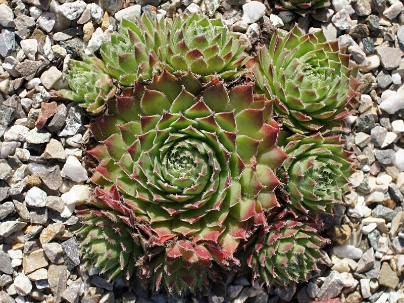 Eusebia