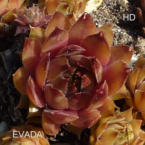 Evada