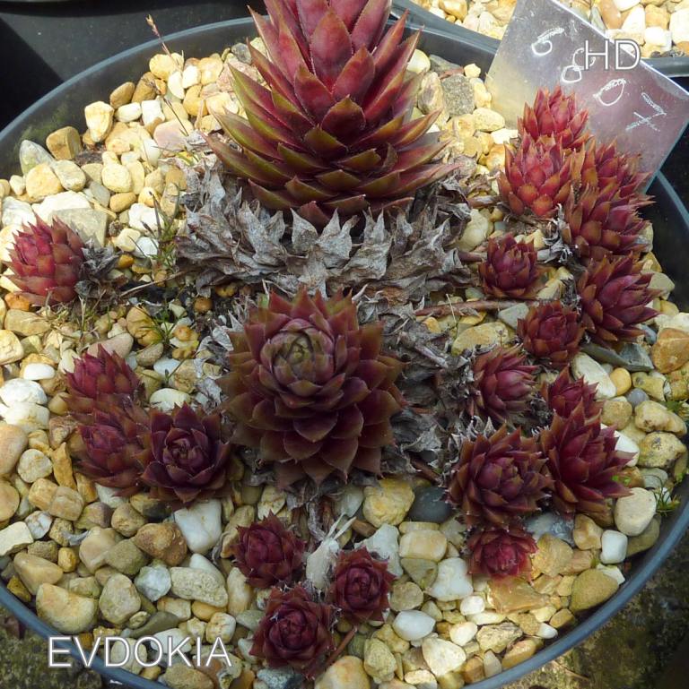 Evdokia