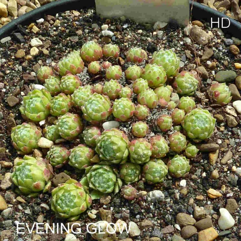 Evening Glow